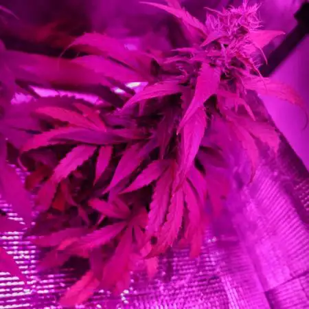 CBD 20:1 Auto