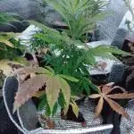 Royal Domina Feminized