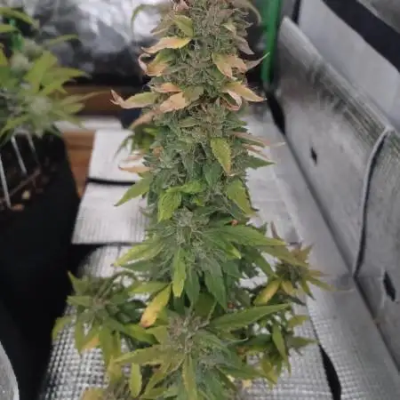 CBD 20:1 Auto