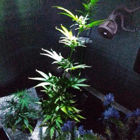 White Widow XXL Auto I