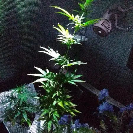 White Widow XXL Auto I