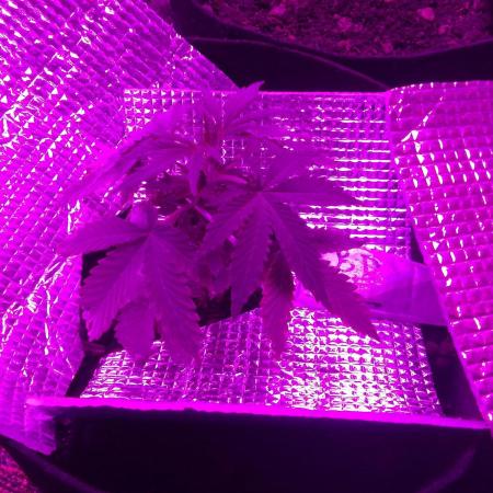 CBD 20:1 Auto III