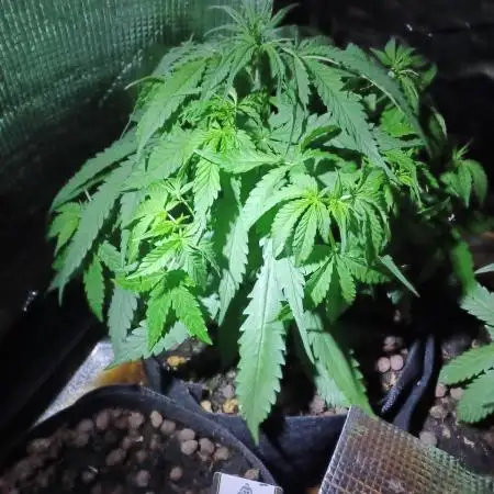 Original Sour Diesel Auto