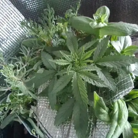 💚 Sour Jealousy Auto II & III
