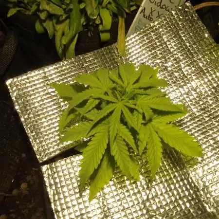 White Widow XXL Auto I