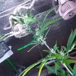 White Widow XXL Auto I