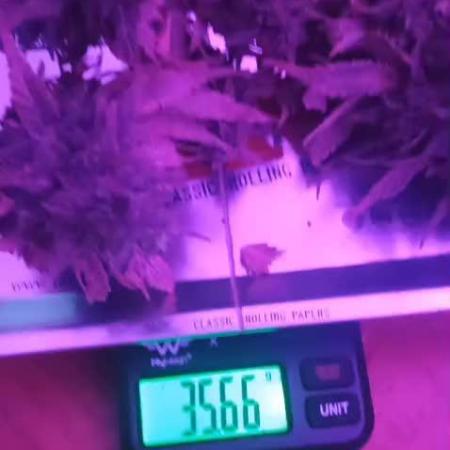 Mendo Breath Fem x4