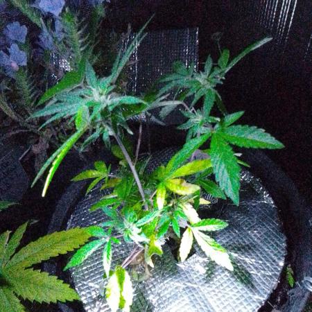 Poison Envy feminized I