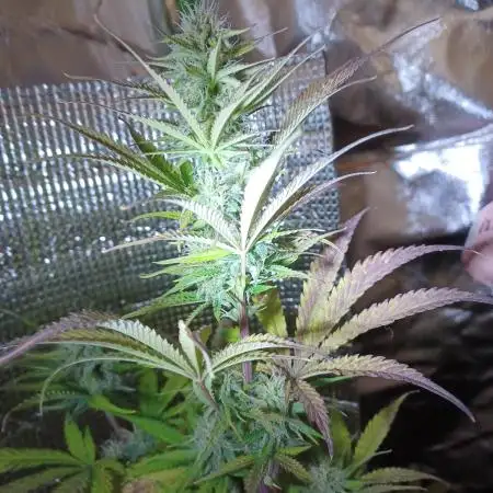 Original Sour Diesel Auto