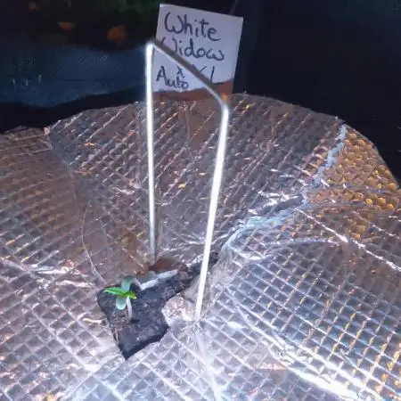 White Widow XXL Auto I