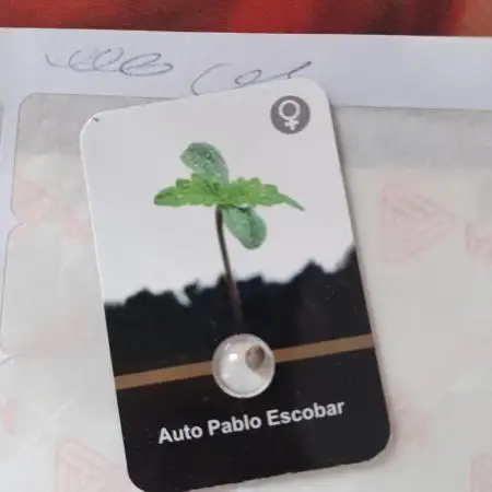 Pablo Escobar Auto