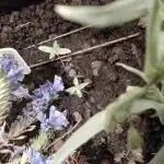 Mendo Breath Feminized 4/20 pcs