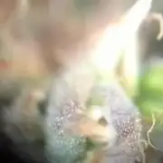 White Widow XXL Auto I