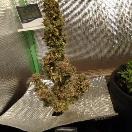 CBD 20:1 Auto I & II