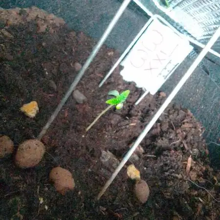 White Widow XXL Auto III