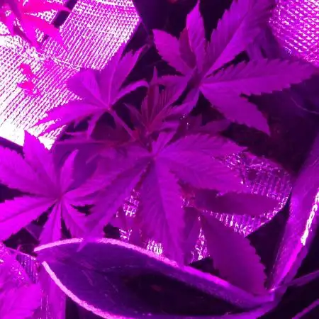 Royal Domina Feminized