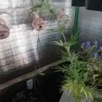 White Widow XXL Auto I