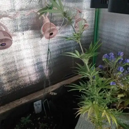 White Widow XXL Auto I