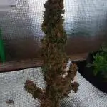 CBD 20:1 I& II 20gr