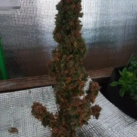 CBD 20:1 I& II 20gr