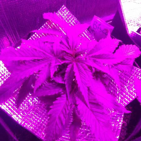 Biscotti Feminized