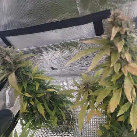 CBD 20:1 Auto