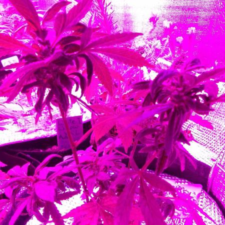 Poison Envy feminized I