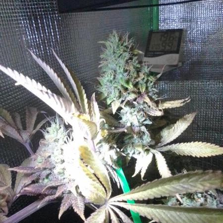 Royal Domina Feminized