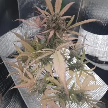Sour Jealousy Auto