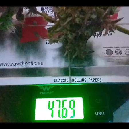 White Widow XXL Auto I