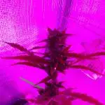 White Widow XXL Auto I