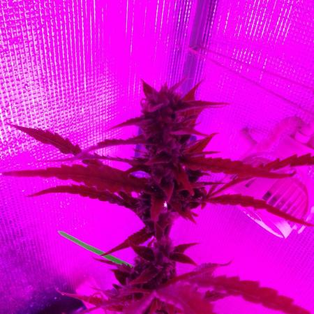 White Widow XXL Auto I