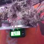 Sour Jealousy Auto I