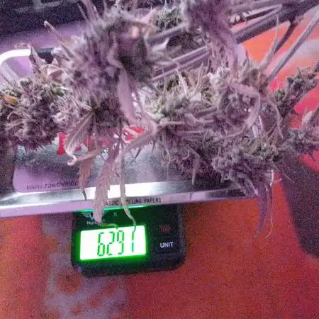 Sour Jealousy Auto I