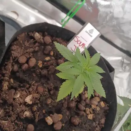 Sour Jealousy Auto
