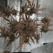 Sour Jealousy I - 14gr