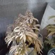 Royal Domina Feminized