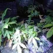 Poison Envy feminized I