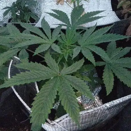 Royal Domina Feminized