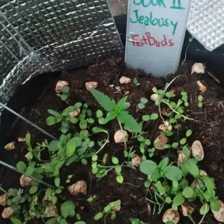 Sour Jealousy Auto x2