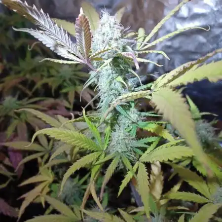 Sour Jealousy Auto