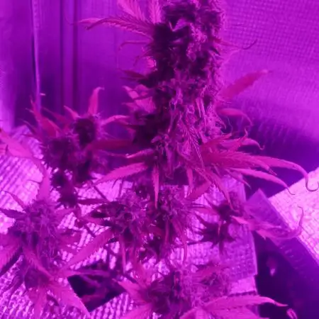 Sour Jealousy Auto