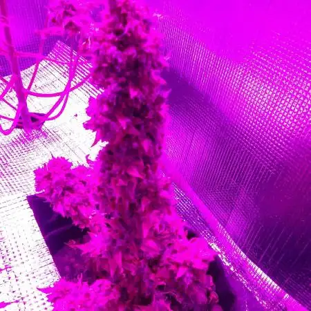 CBD 20:1 Auto x2
