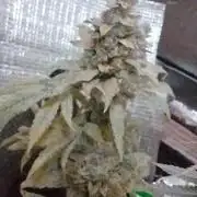 Royal Domina Feminized