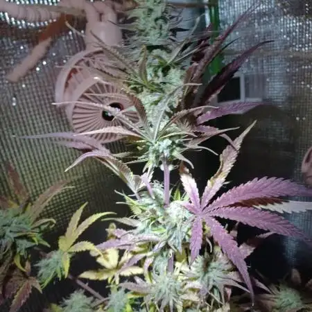 Original Sour Diesel Auto