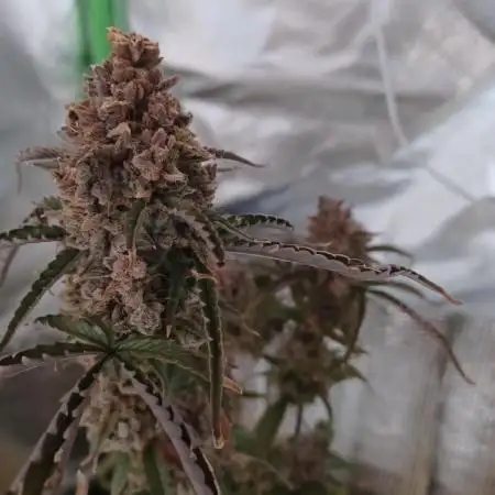 Big Cheese Auto IV