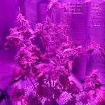 Big Cheese Auto IV