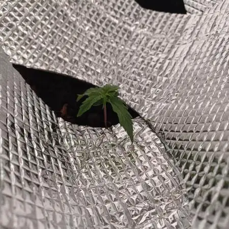 Gorilla Glue Auto