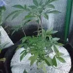 Poison Envy feminized I