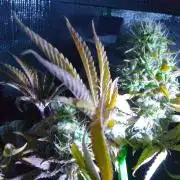 Royal Domina Feminized